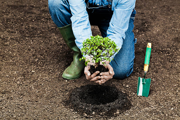 kreatif! ini 8 inspirasi berkebun bersama anak yang boleh dicontohi! 18 istockphoto 185290188 612x612 2