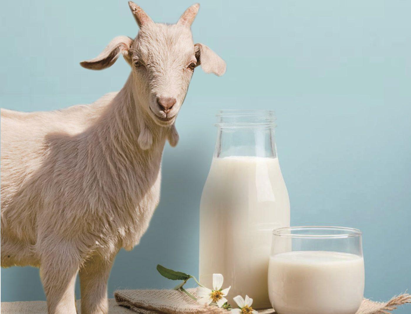 khasiat susu kambing untuk kanak kanak